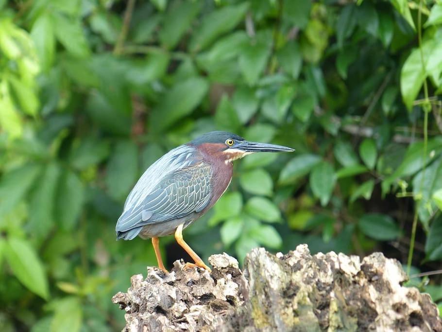 Caribbean View Apartment Tortuguero Luaran gambar