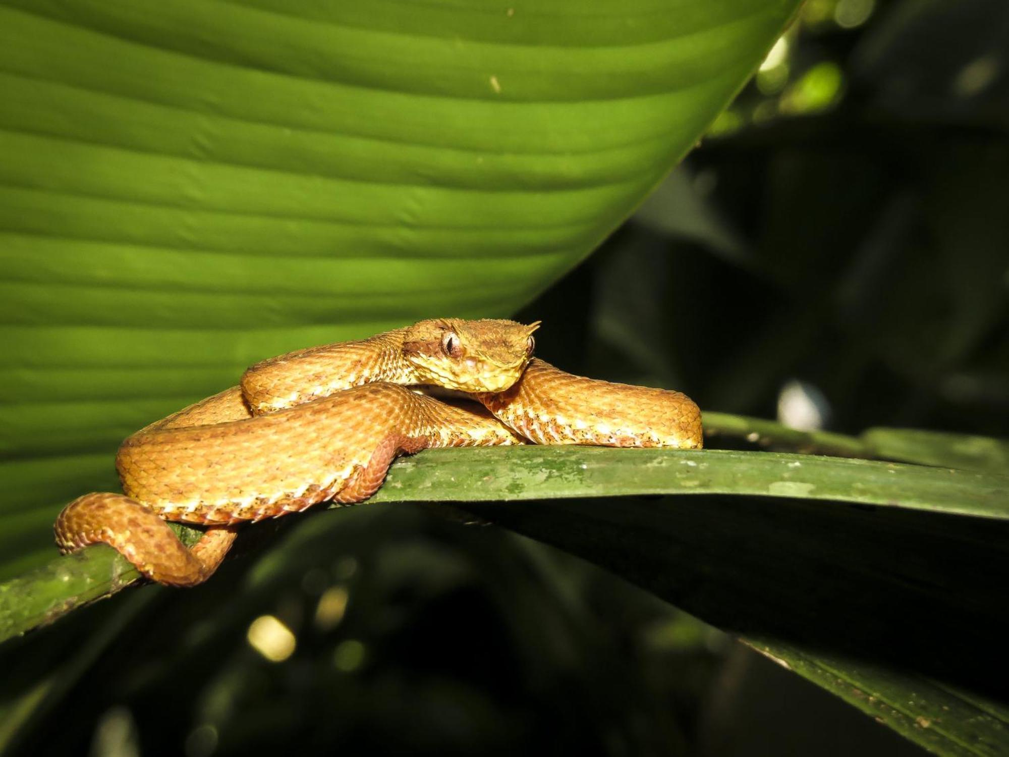Caribbean View Apartment Tortuguero Luaran gambar