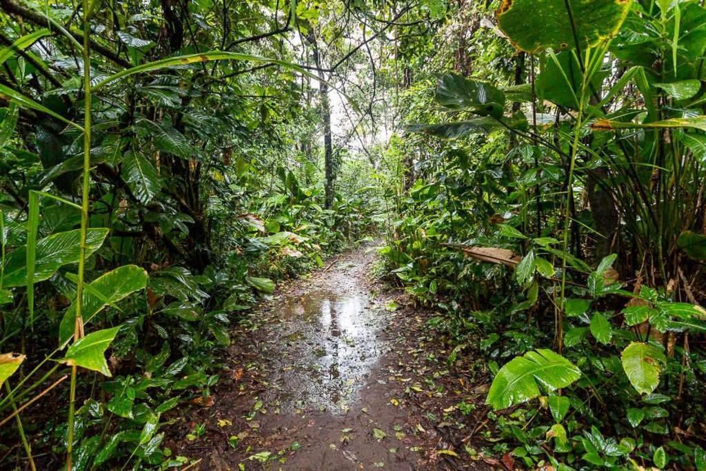 Caribbean View Apartment Tortuguero Luaran gambar