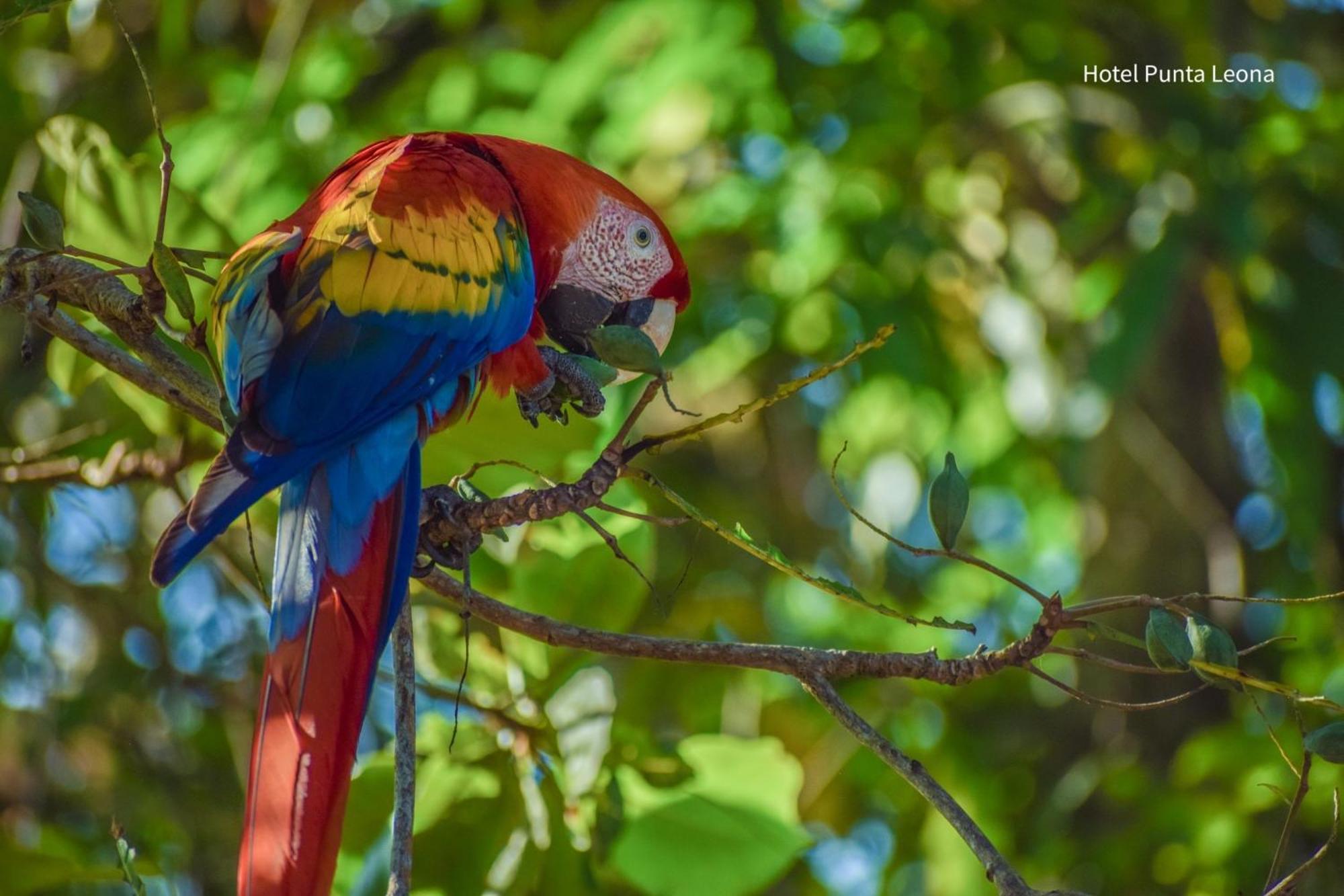 Caribbean View Apartment Tortuguero Luaran gambar