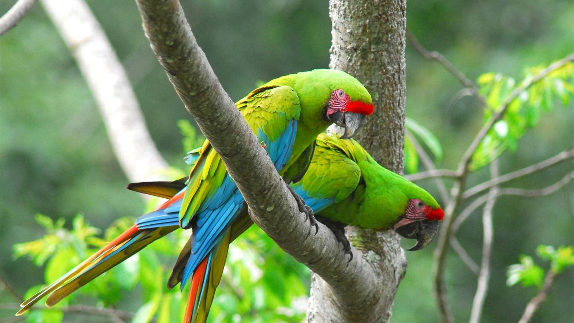 Caribbean View Apartment Tortuguero Luaran gambar